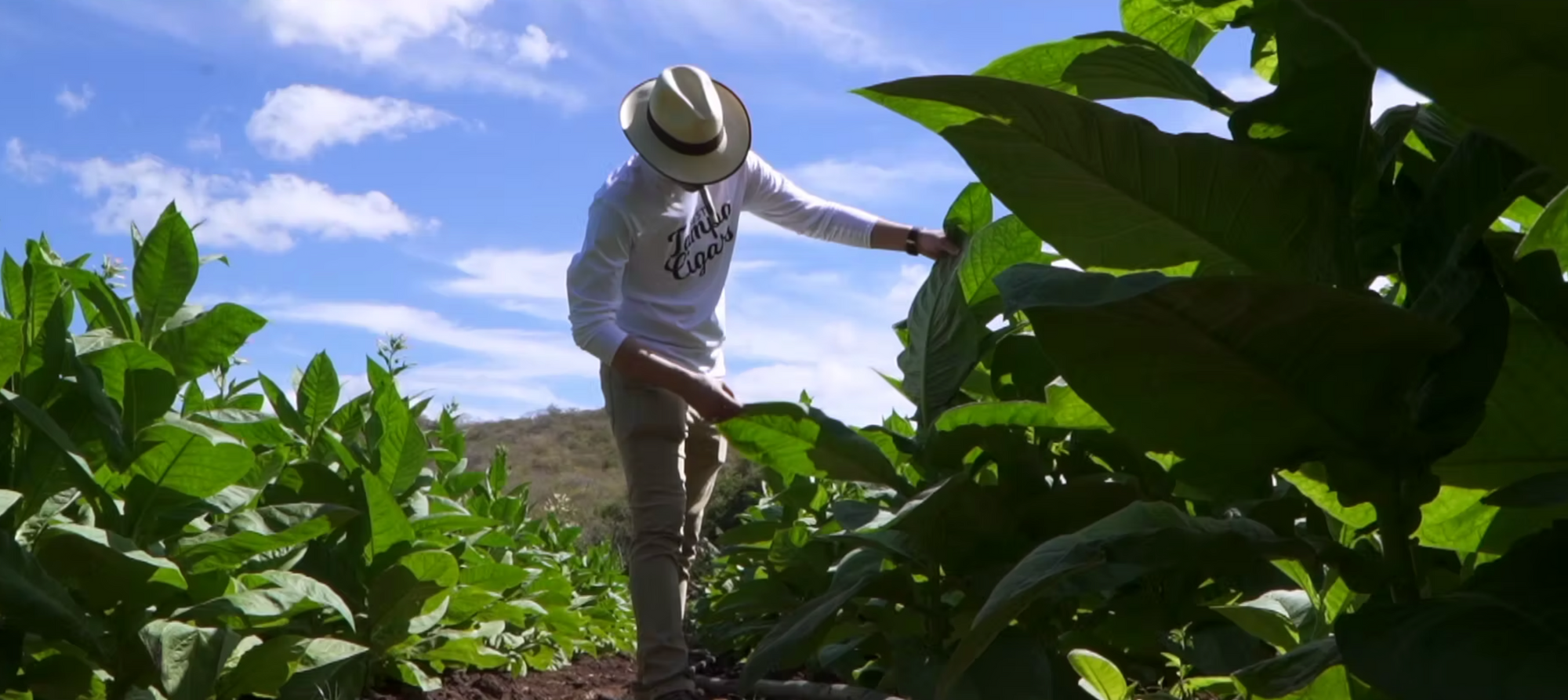 Tabacalera Pages tabacalera-pages